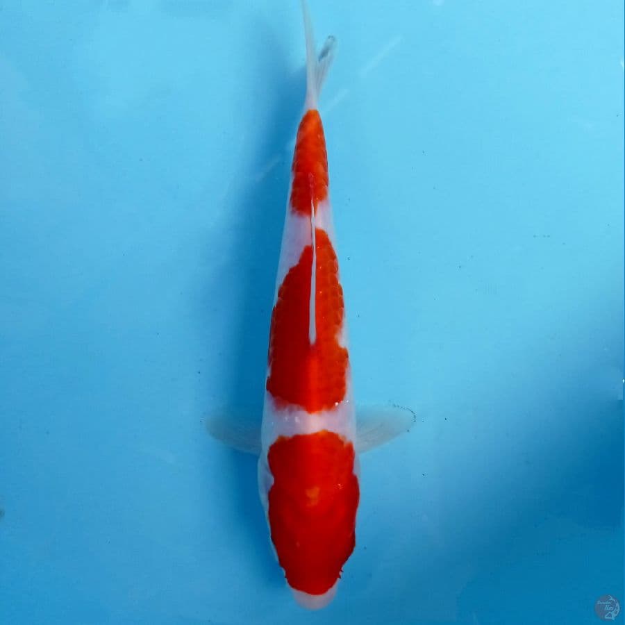 kohaku, 20 cm