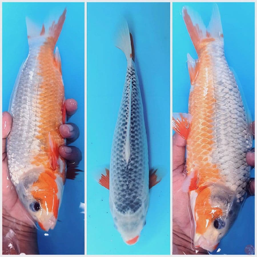 asagi 29 cm