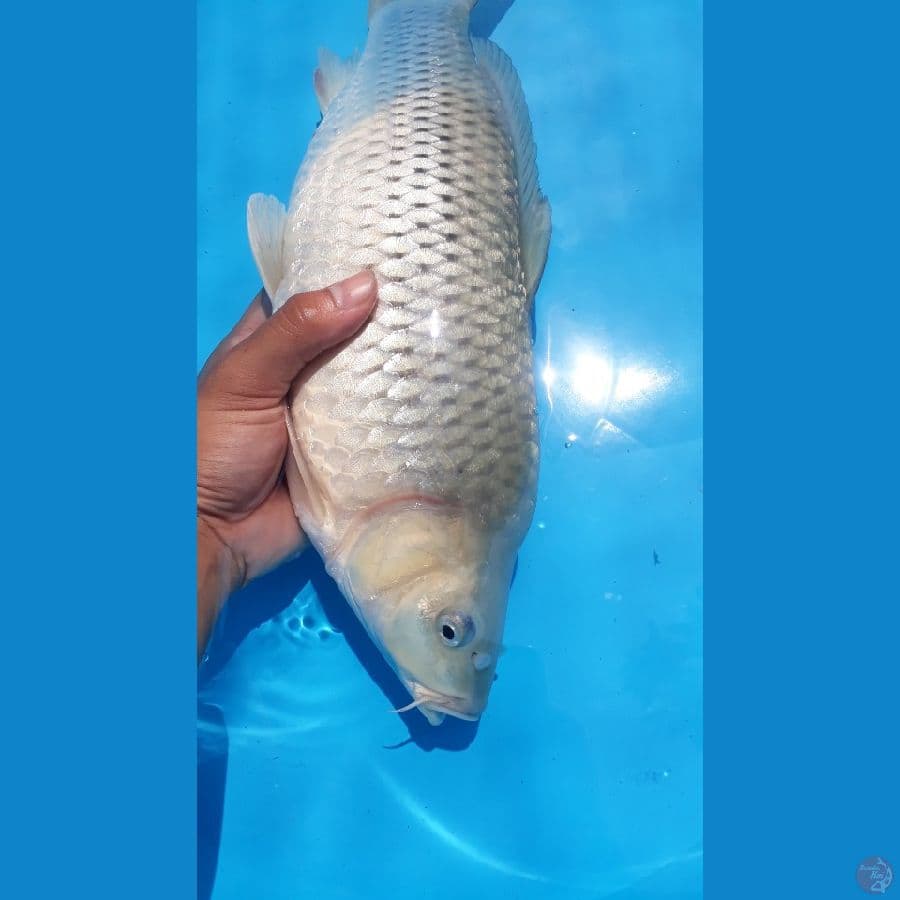 SORAGOI GINRIN / F42 / Punuk Bulky