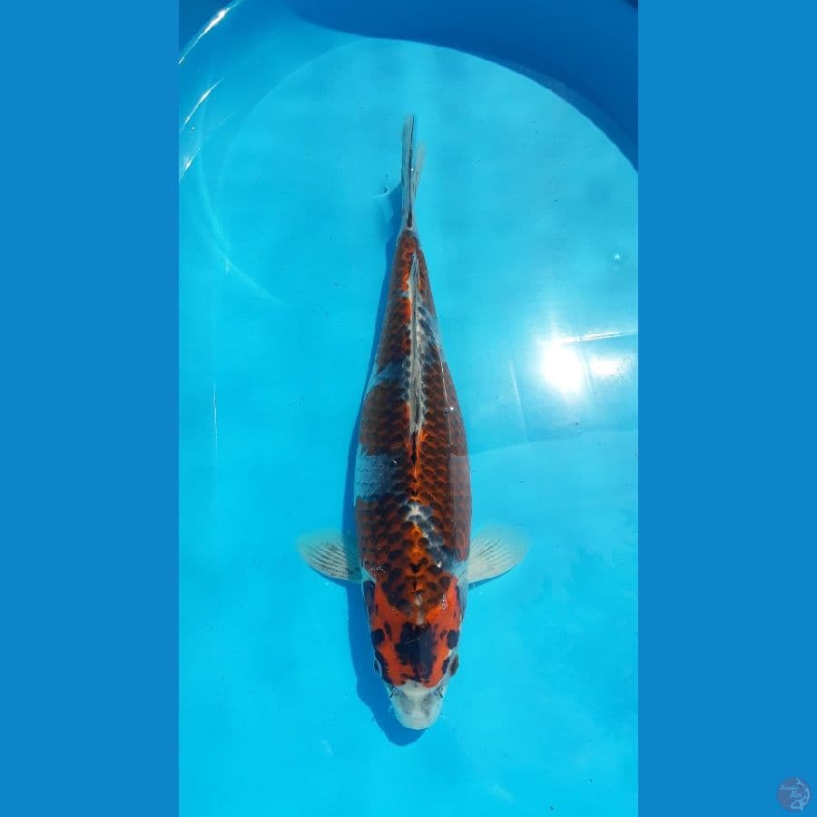 kuro ghosiki / female / 41cm
