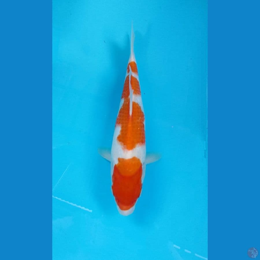 kohaku 28cm