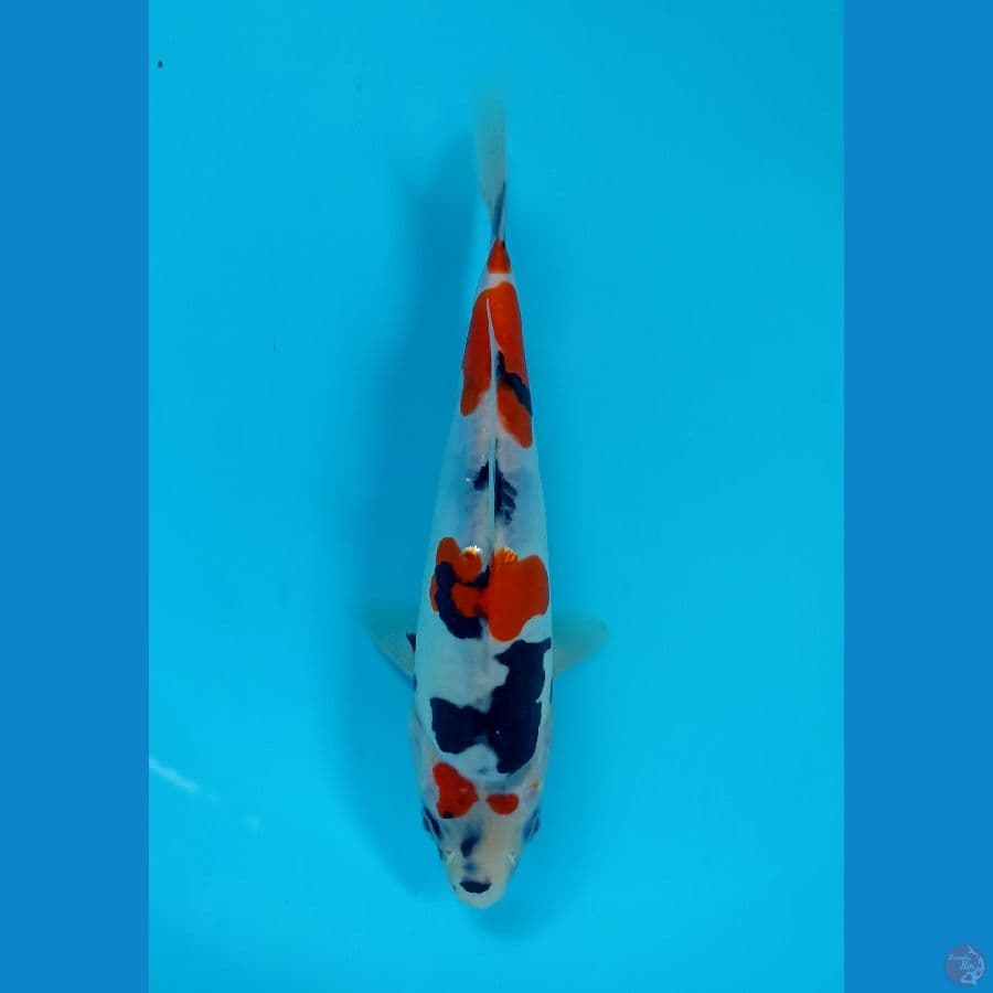 showa doitsu 22cm