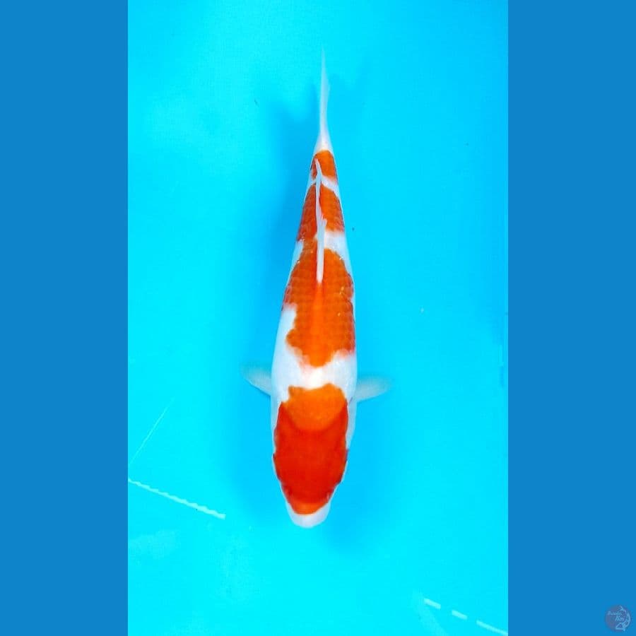 kohaku 28cm
