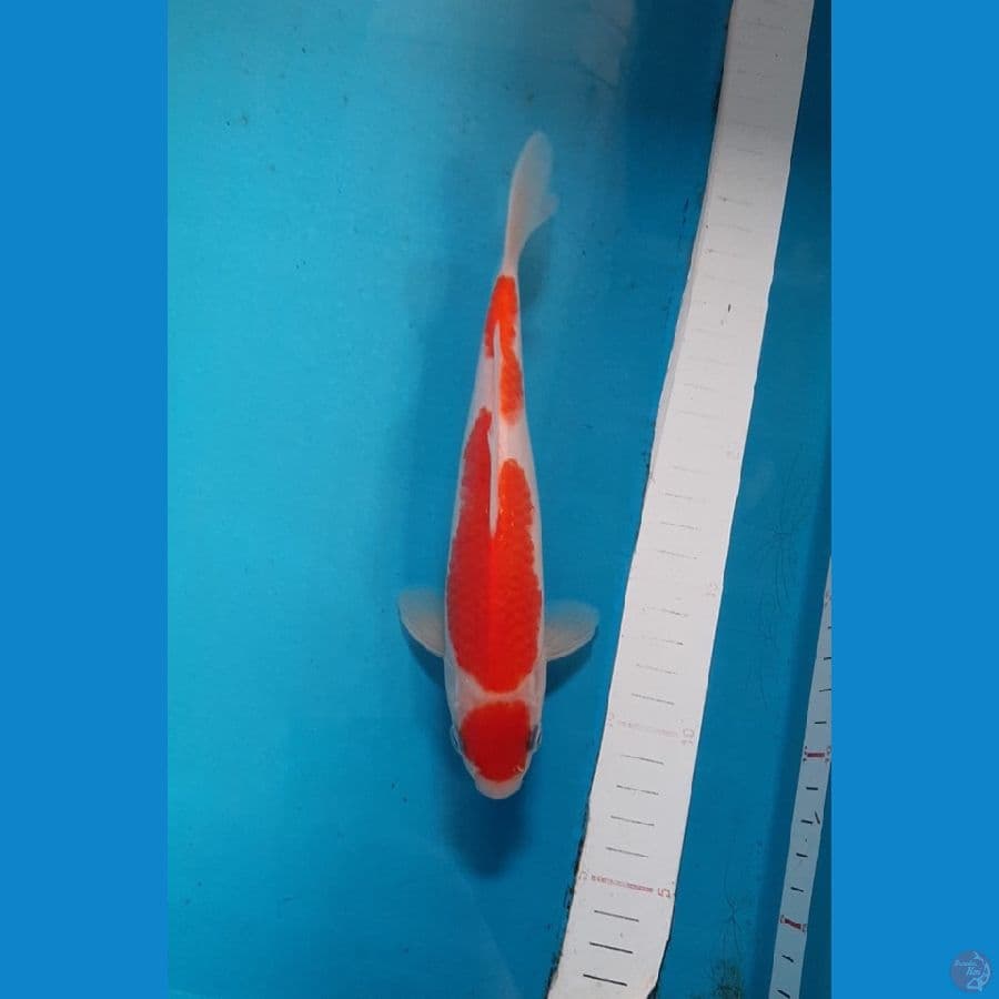 MARUTEN KOHAKU SQ/HQ