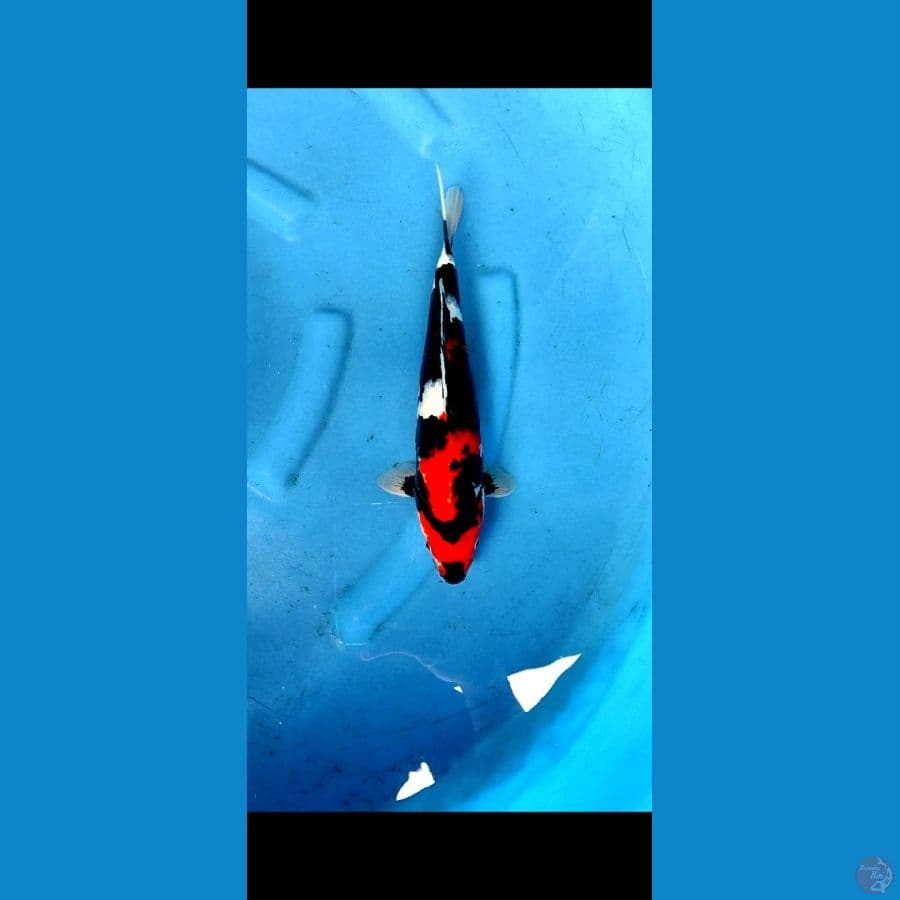 showa shansoku ,, 32 cm,, male , original