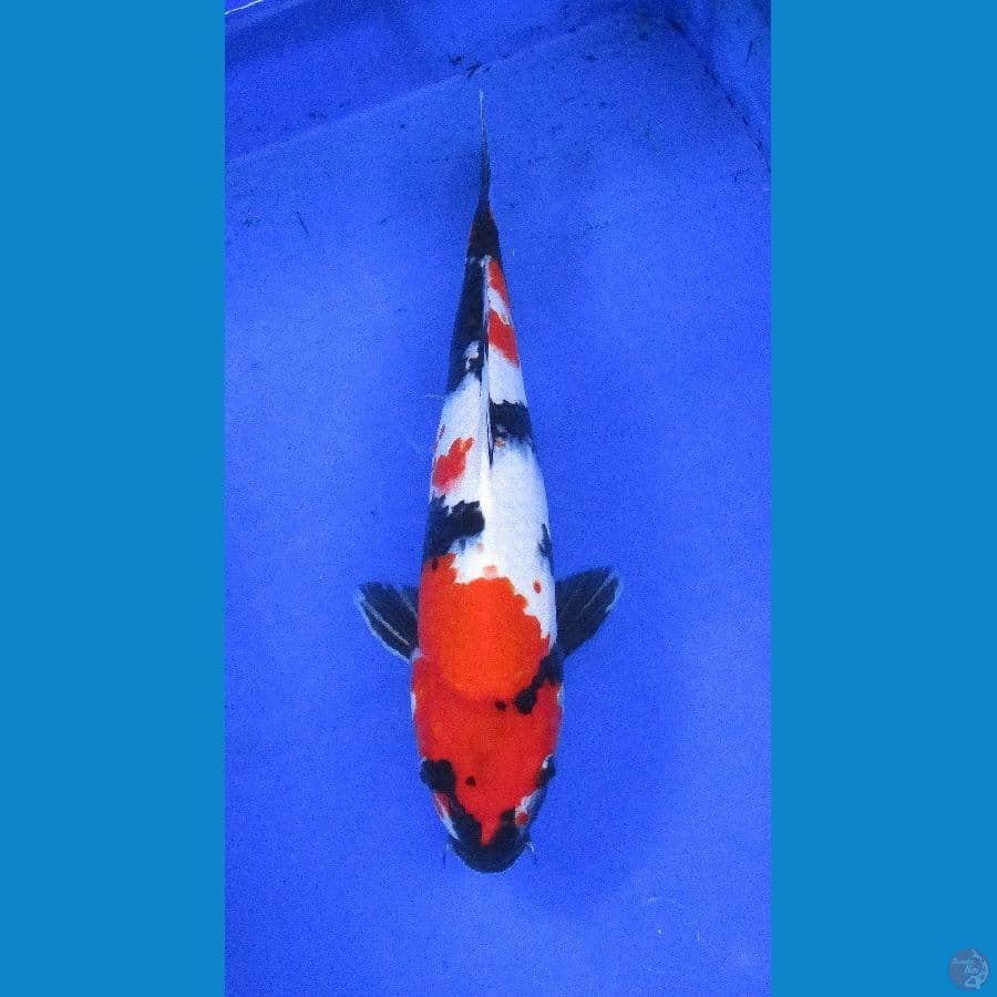 showa ±32cm stronge