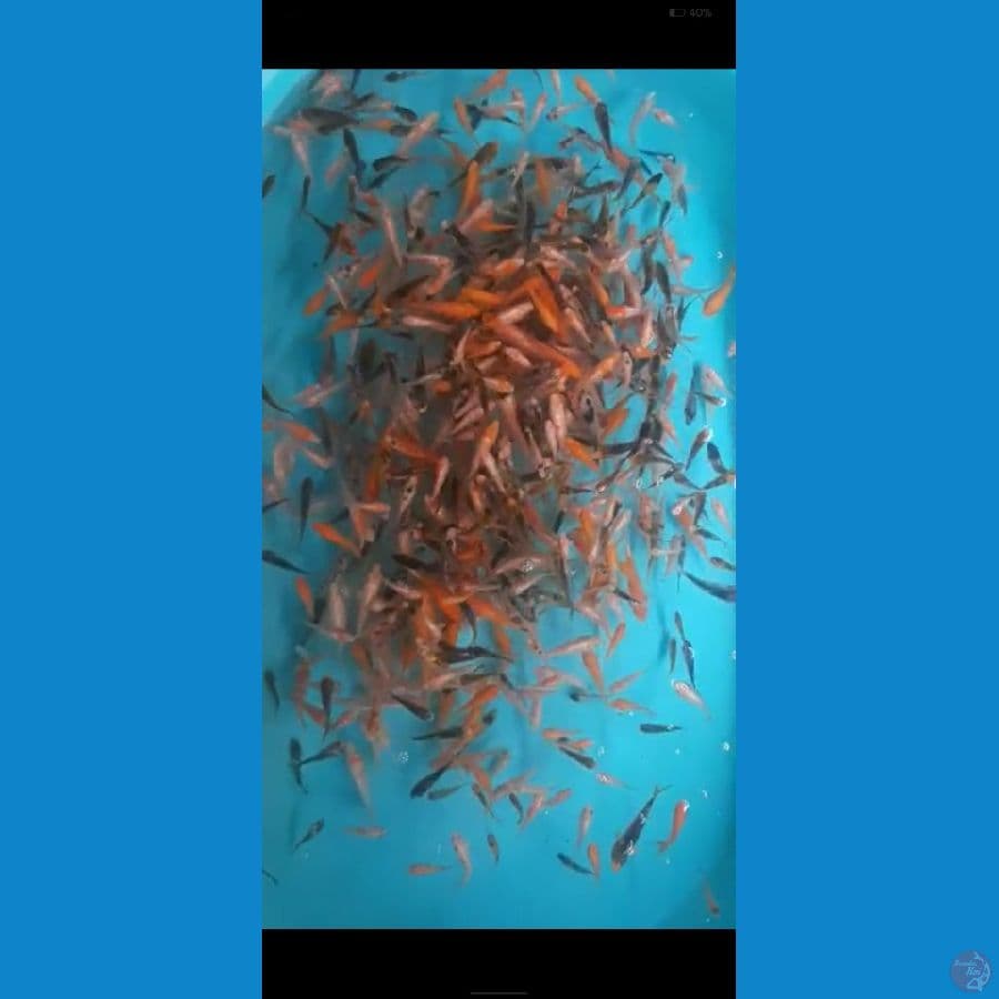paket bibitan 400ekor
