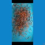 paket bibitan 400ekor