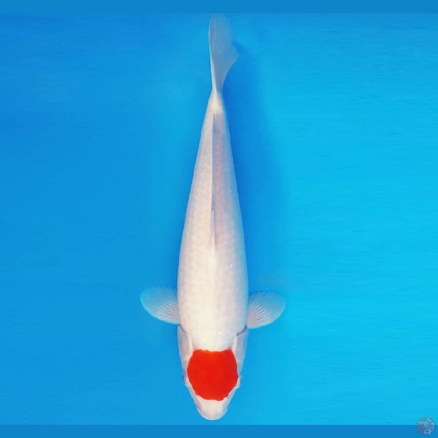 SATORI 5 ~ TANCHO 38 cm/fm ™