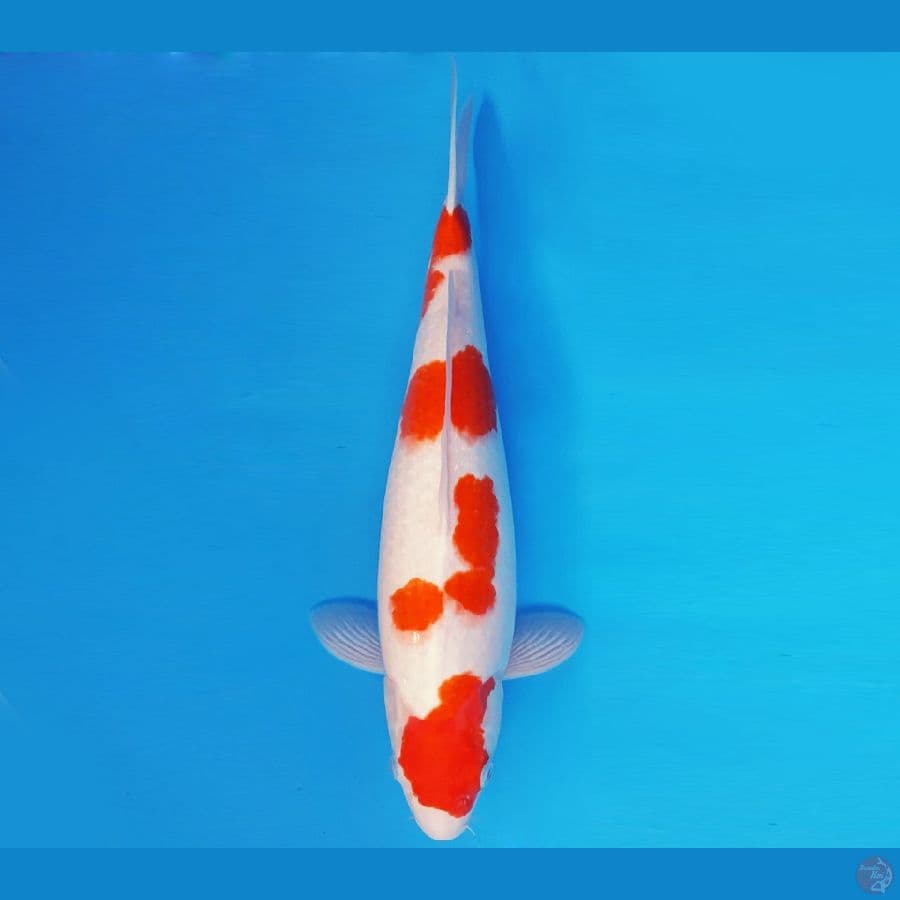 SATORI 6 ~ KOHAKU JUMBO 45 cm/fm ™