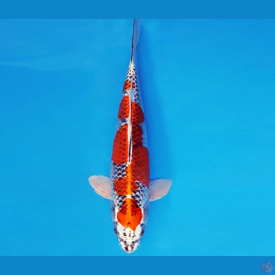 SATORI 7 ~ BENI GINGA 33 cm/male ™