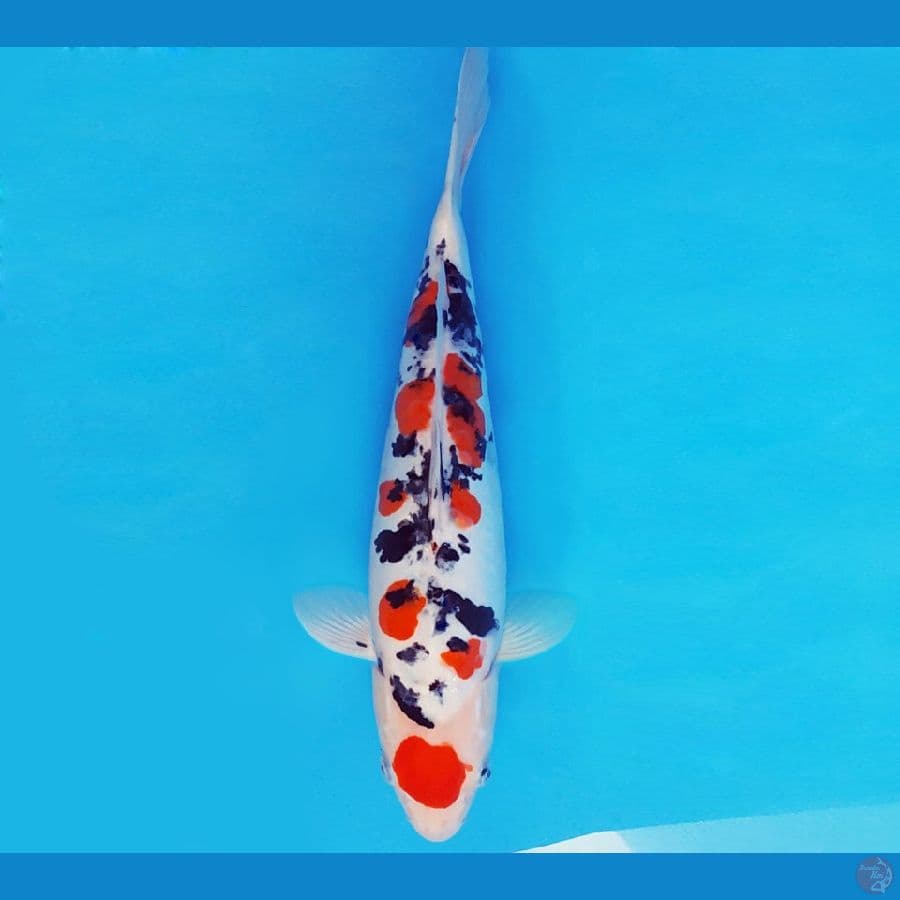 SATORI 9 ~ SANKE DOITSU 36 cm/fm ™