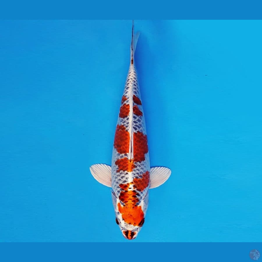 SATORI 10 ~ BENI GINGA 34 cm/fm ™