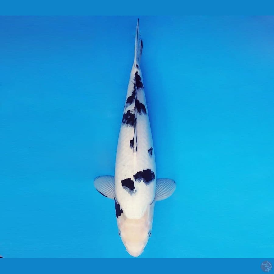 SATORI 11 ~ BEKKO 37 cm/fm ™