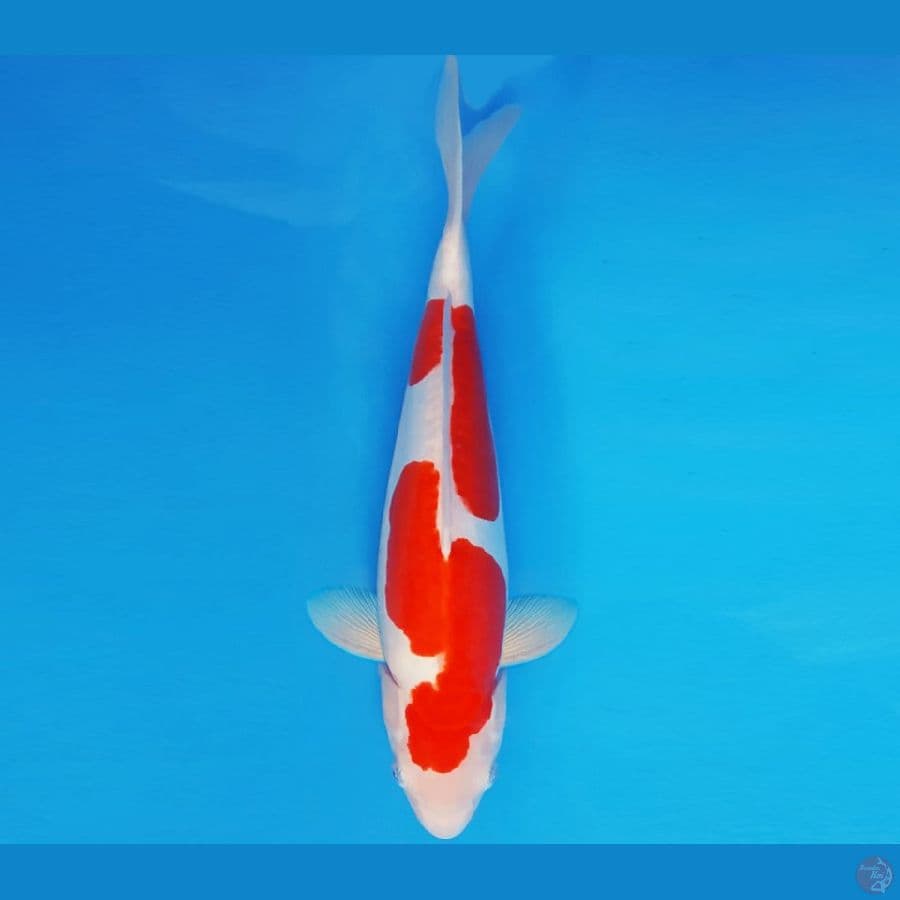 SATORI 12 ~ KOHAKU INAZUMA DOITSU 34 cm/fm ™