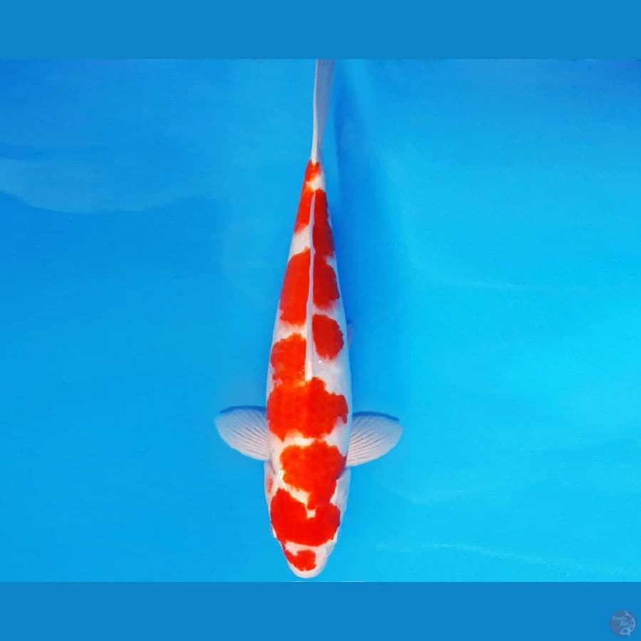 SATORI 14 ~ KOHAKU 36 cm/male™