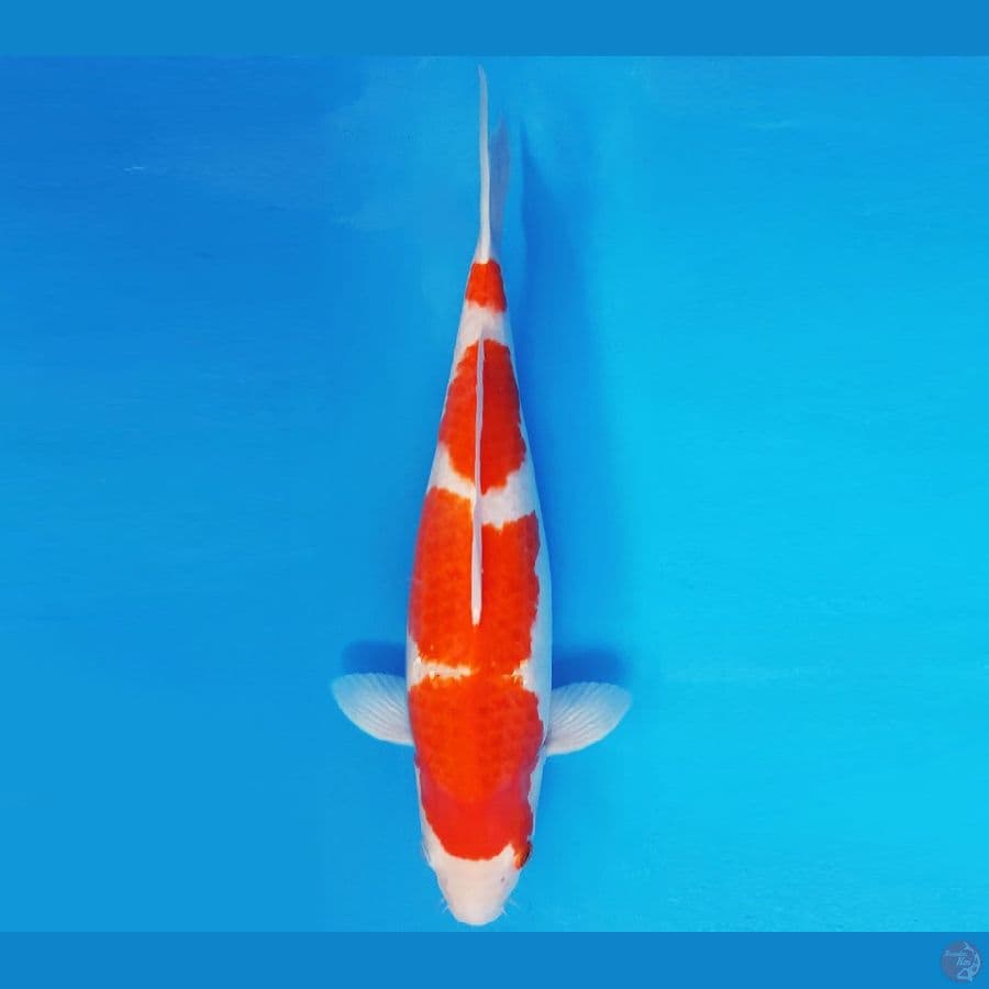 SATORI 15 ~ AI GOROMO 42 cm/fm ™