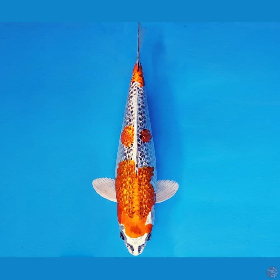 SATORI 16 ~ BENI GINGA GIN RIN 34 cm/fm ™