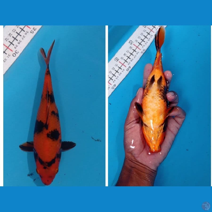 utsuri shot bodi 23 cm male