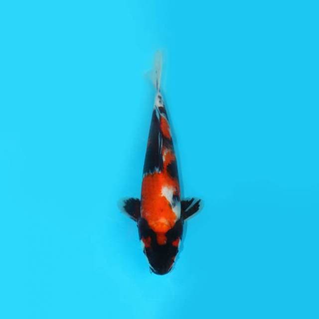 YOTSU_SHOWA SANSHOKU_26 CM