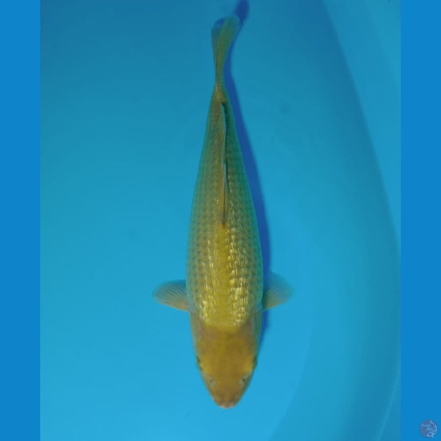 Midori super ginrin bulky 36cm