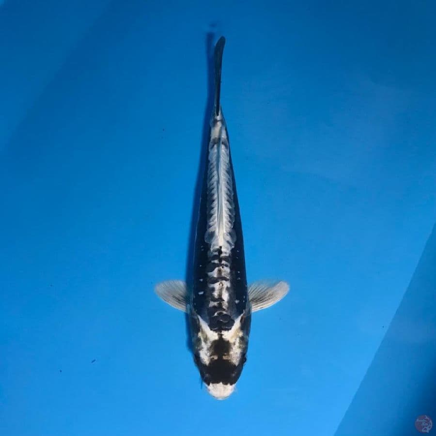 super kabuto 33cm male