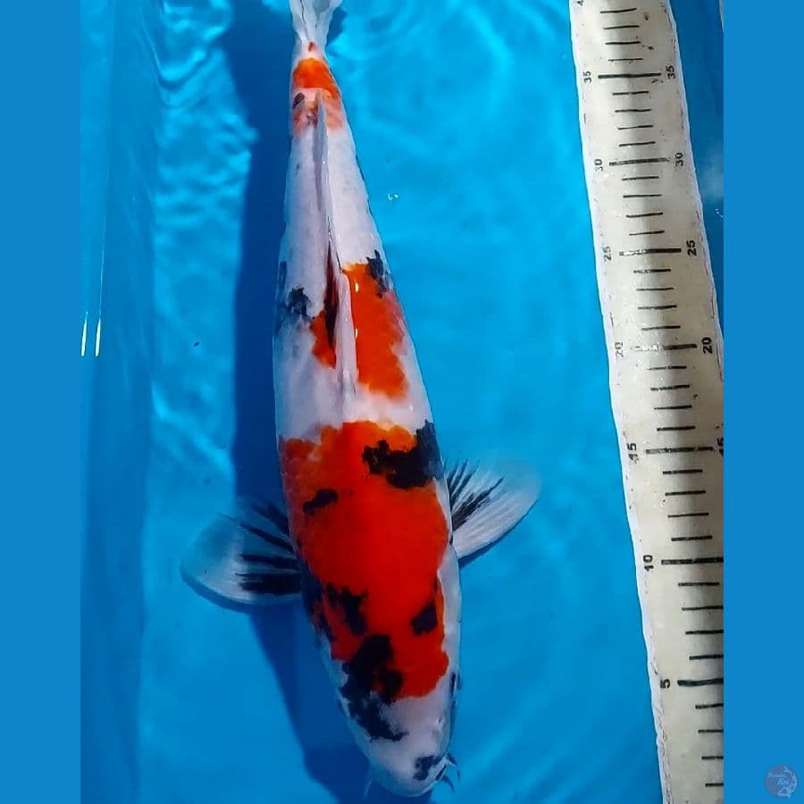 SHOWA 41 CM