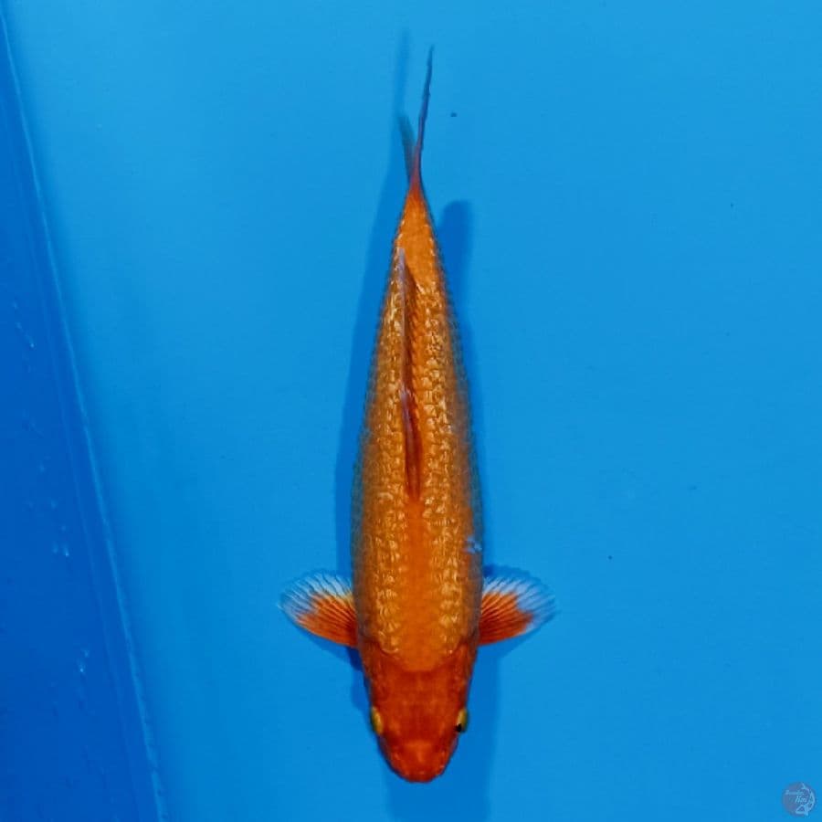 ORENJI GINDRIN . 34cm