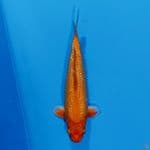 ORENJI GINDRIN . 34cm