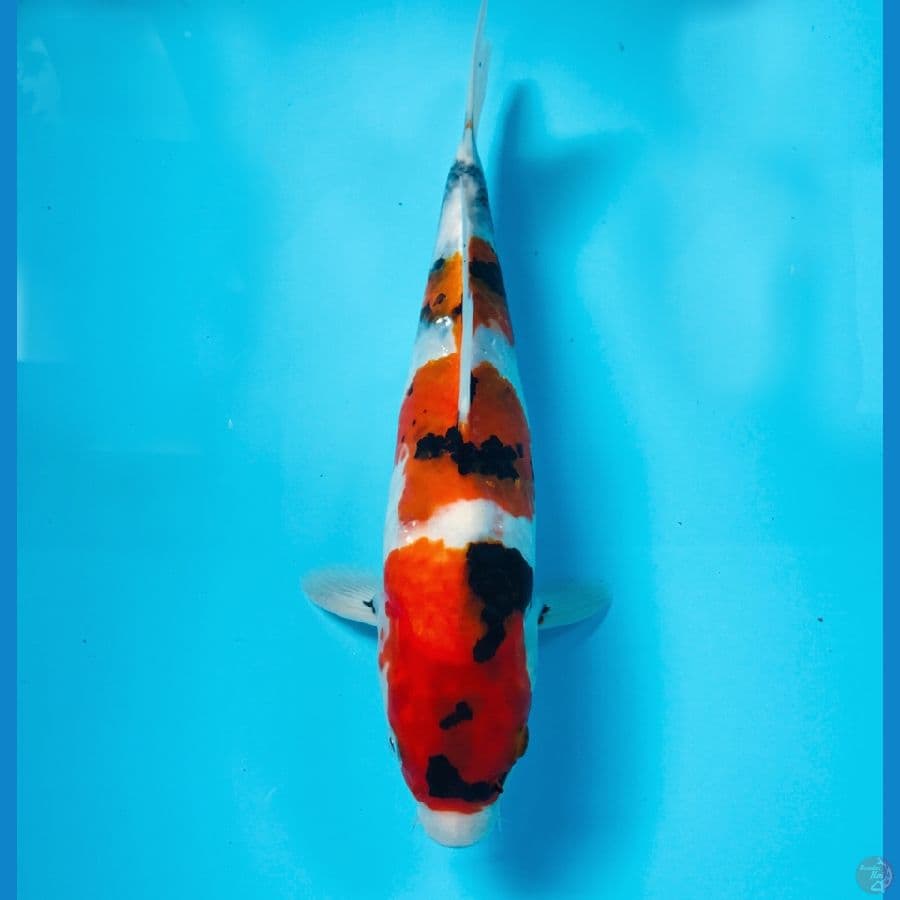showa, 30 cm