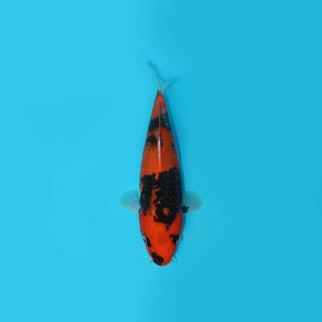 YOTSU_HI SHOWA_29 CM
