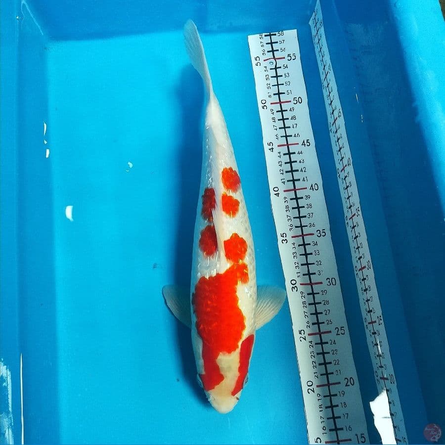 kohaku 35cm