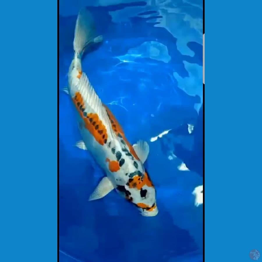 doitsu kujaku 60 cm