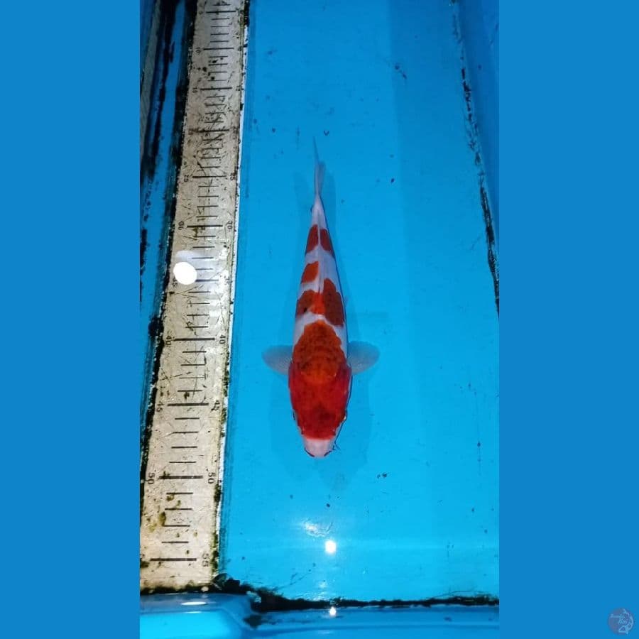 Ai goromo 25cm