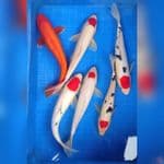 TANCHO X AKA GINRIN 30-35CM, 6 EKOR