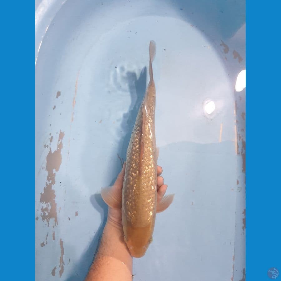 Soragoi Ginrin Jantan 40 cm