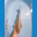 Soragoi Ginrin Jantan 40 cm