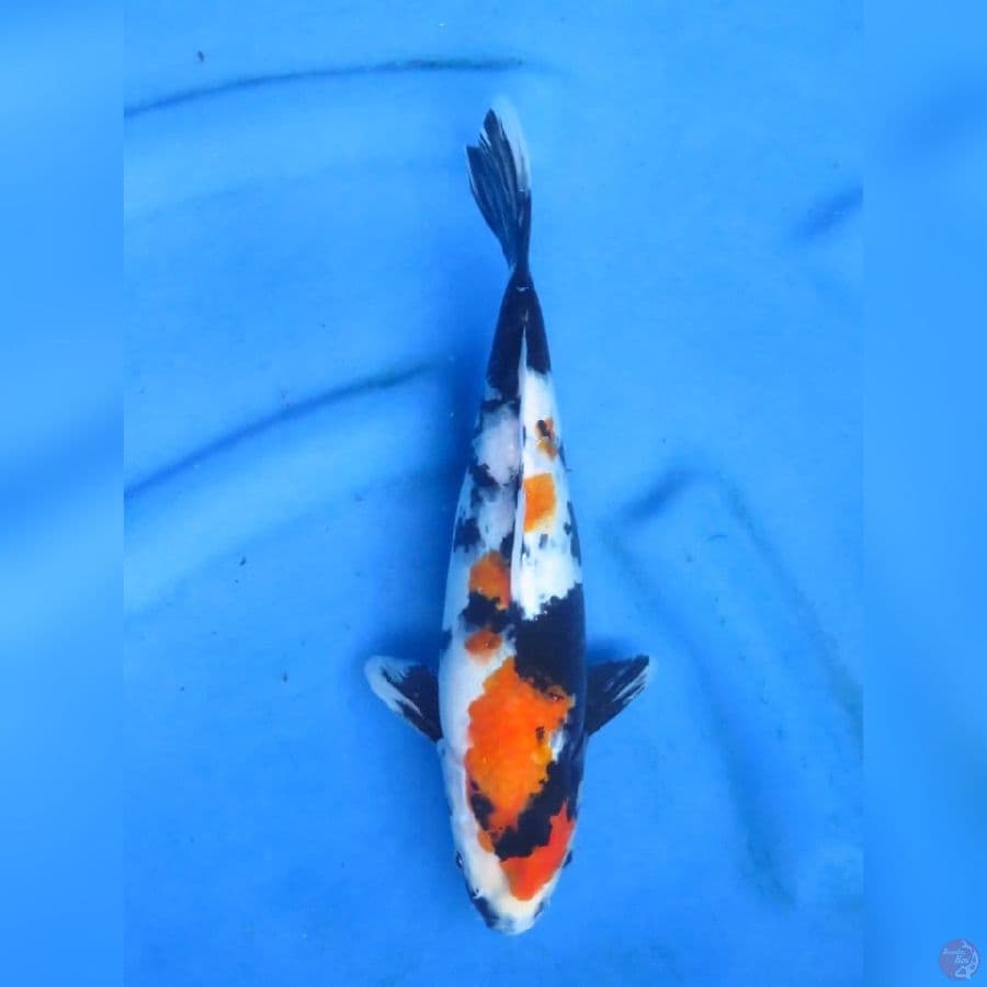 30cm , Kindai Showa
