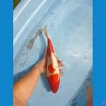 Kohaku Doitsu 38cm