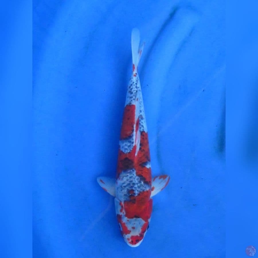 32cm , Male Goshiki
