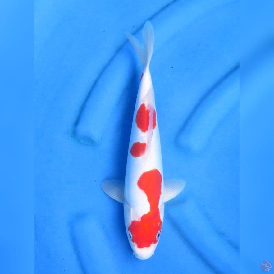 30cm , Kohaku doitsu Murni