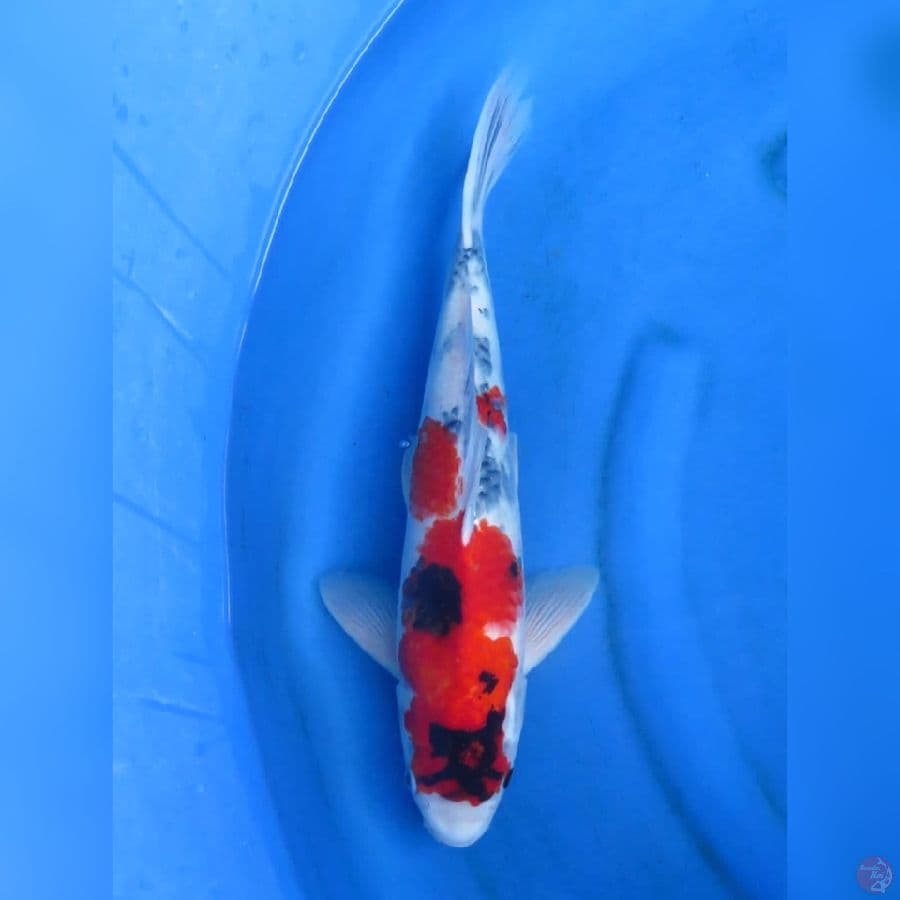 42cm - Red Showa