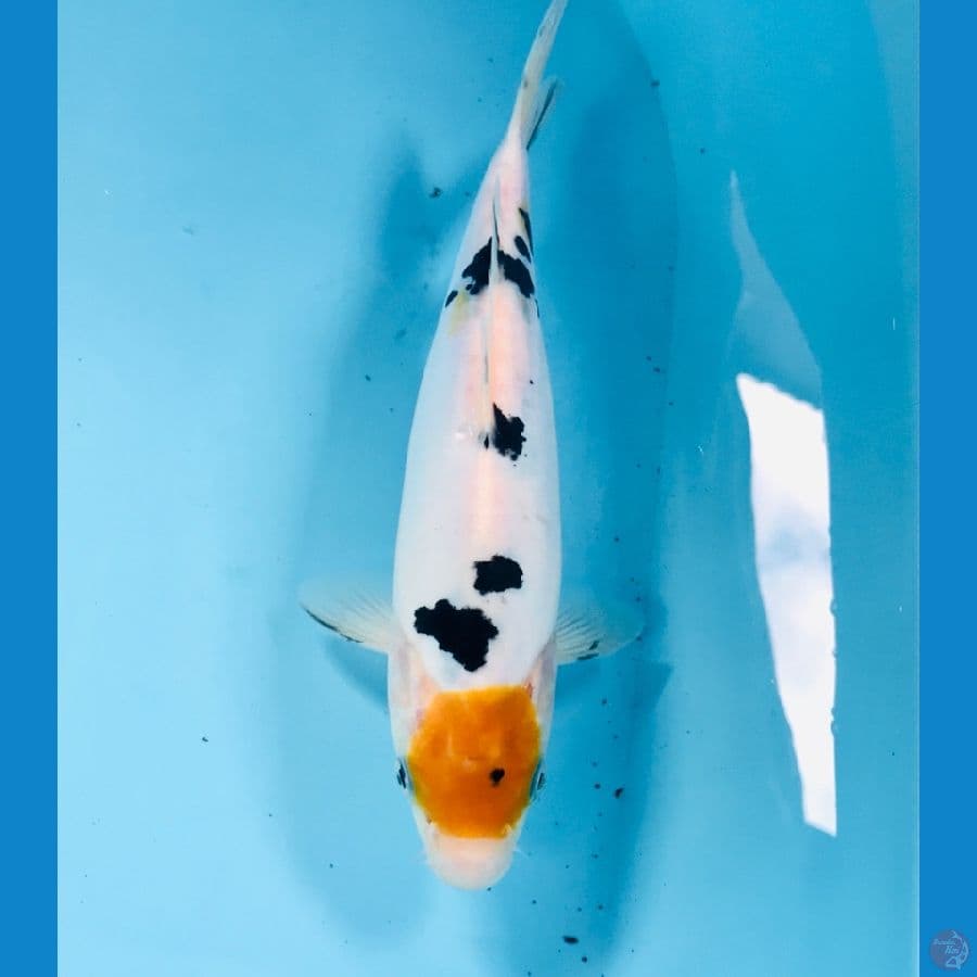yellow tancho sanke doitsu, 26 cm