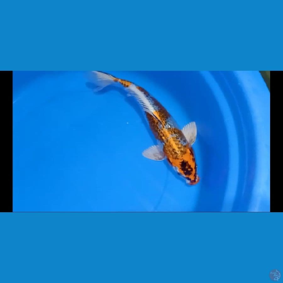 MKC KOI GRUB