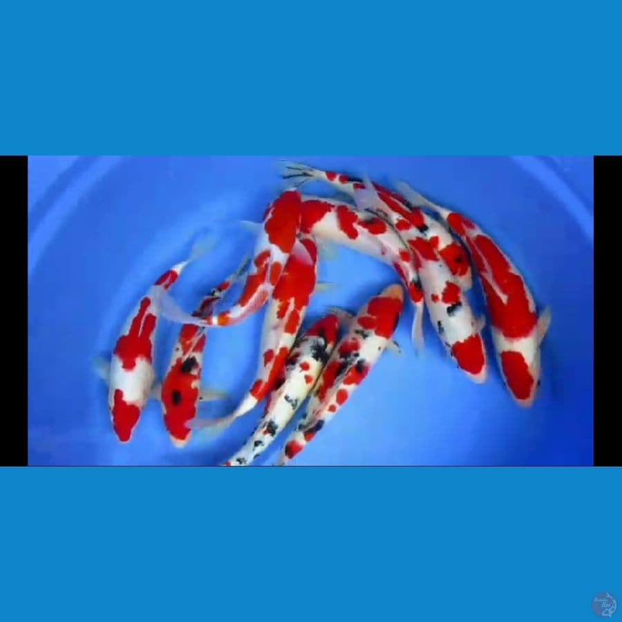 MKC KOI GRUB