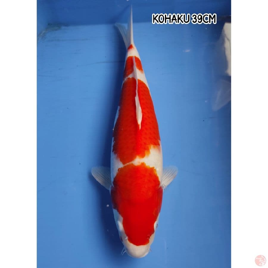 KOHAKU 39CM