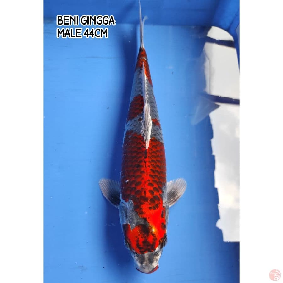 BENI GINGGA 44CM MALE