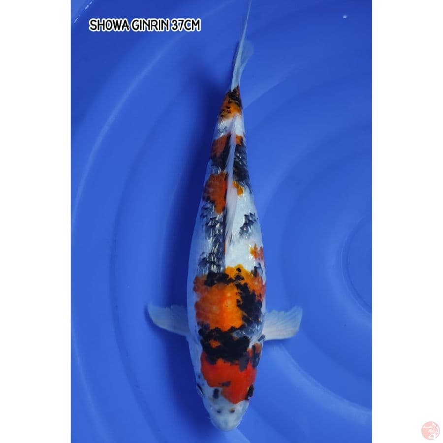 SHOWA GINRIN 37CM
