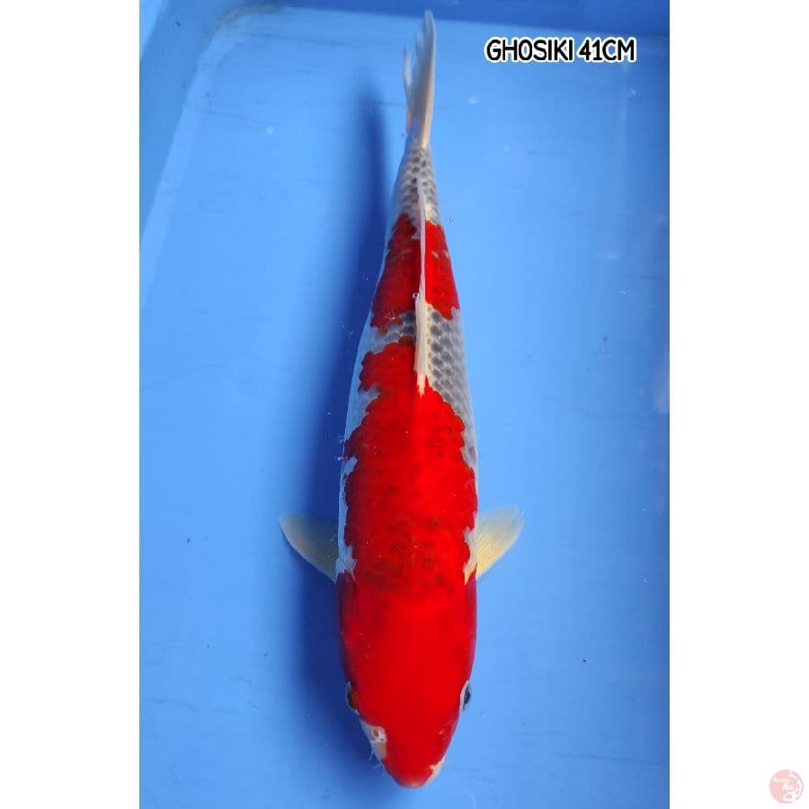 GHOSIKI 41CM