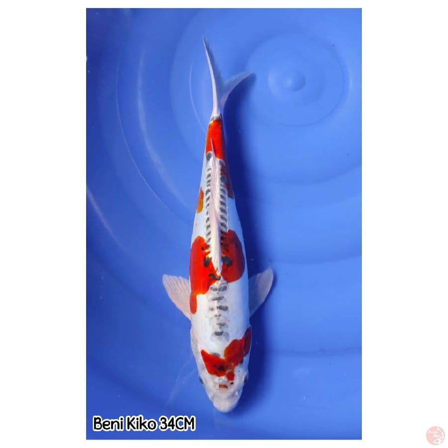 BENI KIKO 34CM